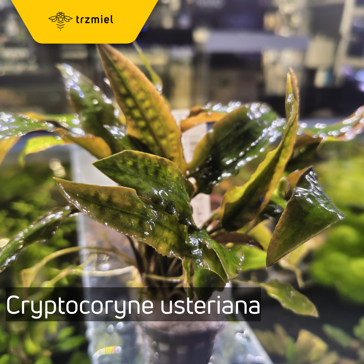 Cryptocoryne usteriana
